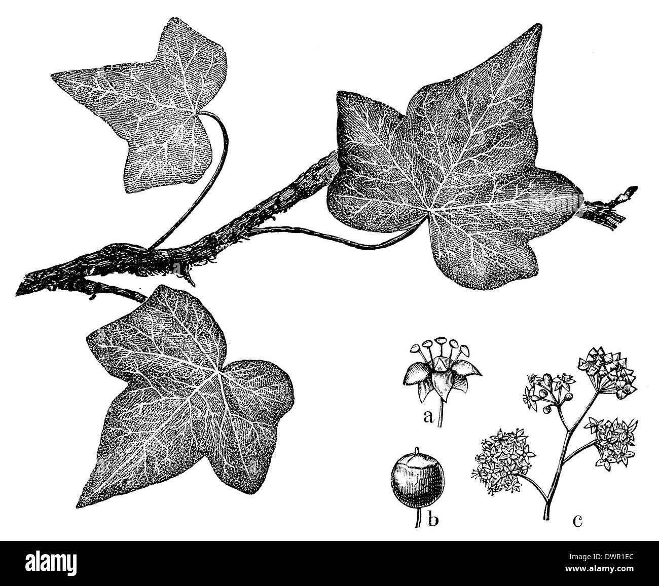 Ivy illustration Black and White Stock Photos & Images - Alamy