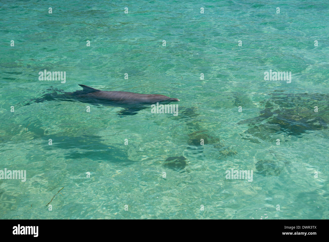Honduras, Honduran Bay Islands, Roatan, Sandy Bay. Anthony's Key, bottlenose dolphin (Tursiops truncatus) aka porpoise. Stock Photo