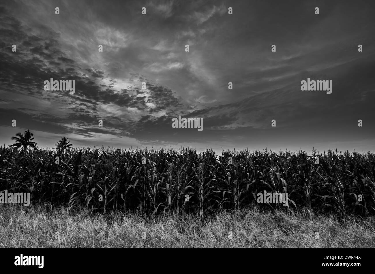 Field grain green corn Black and White Stock Photos & Images - Alamy