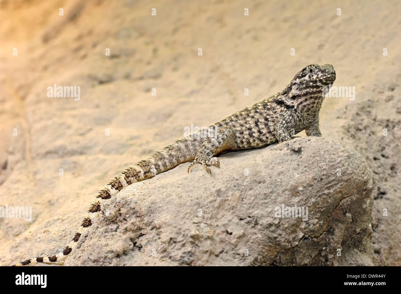 Northern Curly-tailed Lizard or Northern Curlytail Lizard (Leiocephalus carinatus) Stock Photo