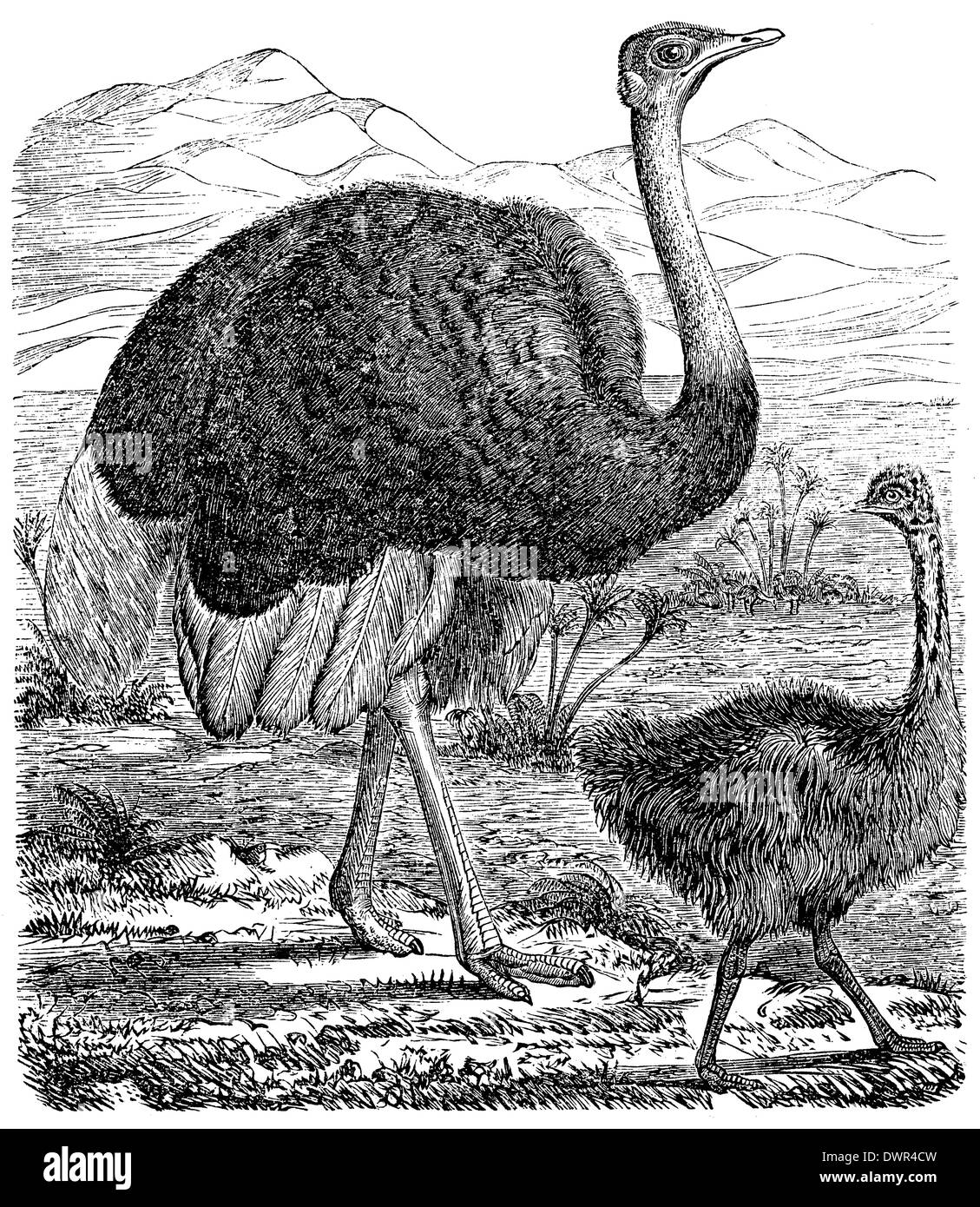 Drawing ostrich bird struthio camelus hi-res stock photography and ...