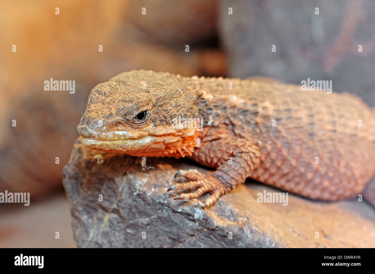 East African Spiny-tailed Lizard, Tropical Girdled Lizard or Dwarf Sungazer (Cordylus tropidosternum) Stock Photo