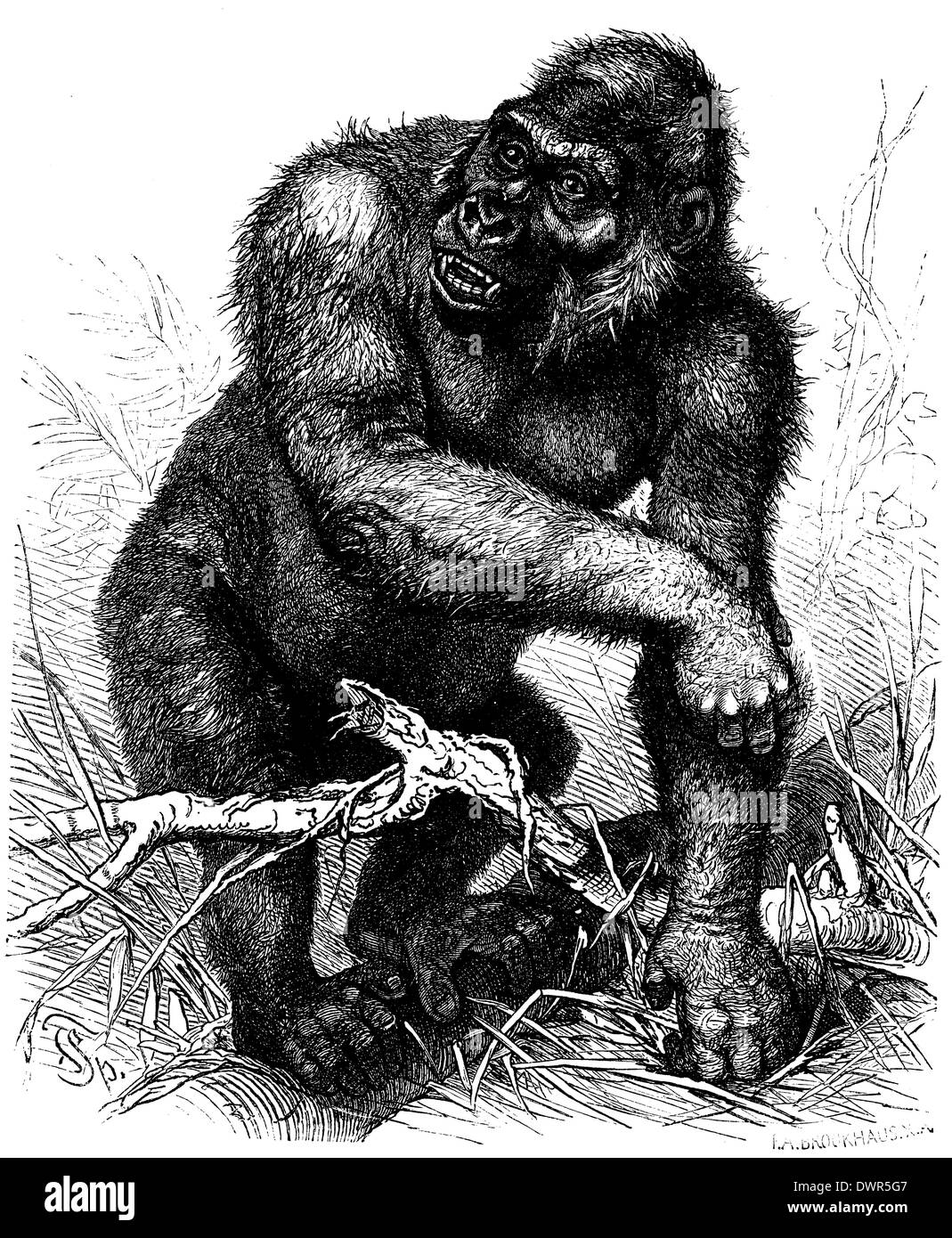 Gorilla: Silberrücken, altes Männchen Stock Photo