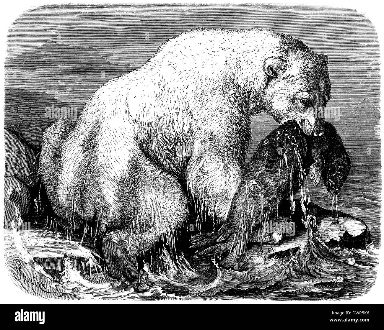 Polar bear illustration zoology hi-res stock photography and images - Alamy