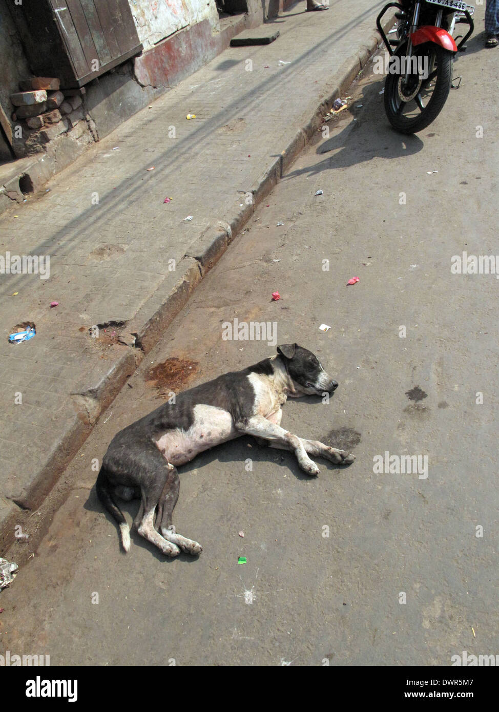 Streets of Kolkata. Stray dogs is sleeping in the street , February 03, 2009. Stock Photo