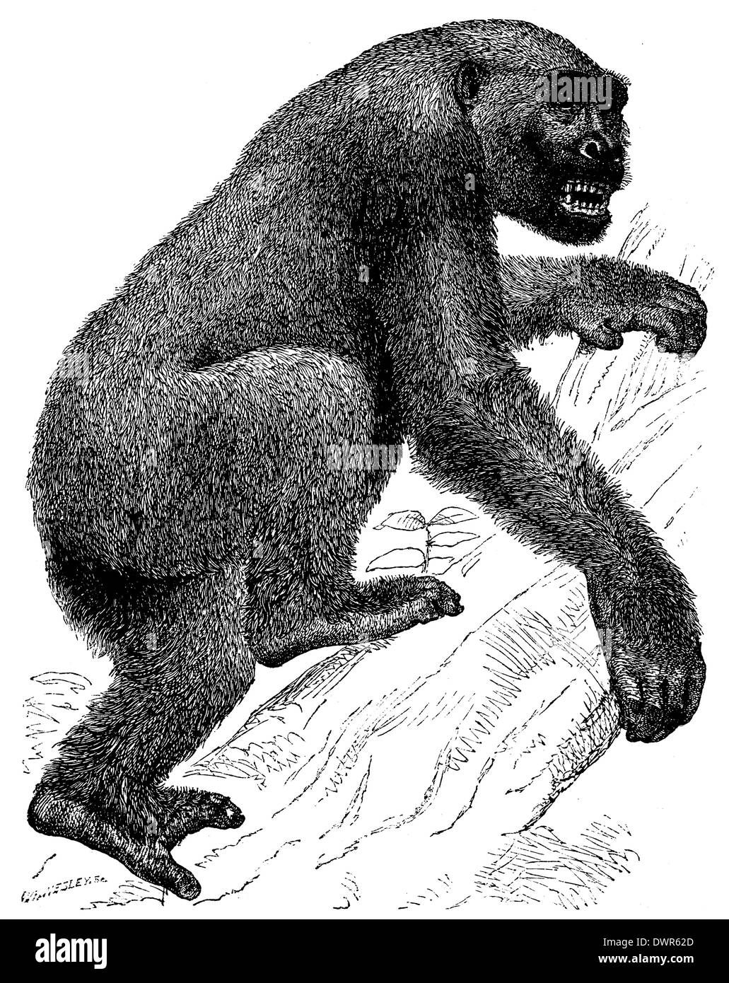 Gorilla engraving Cut Out Stock Images & Pictures Alamy