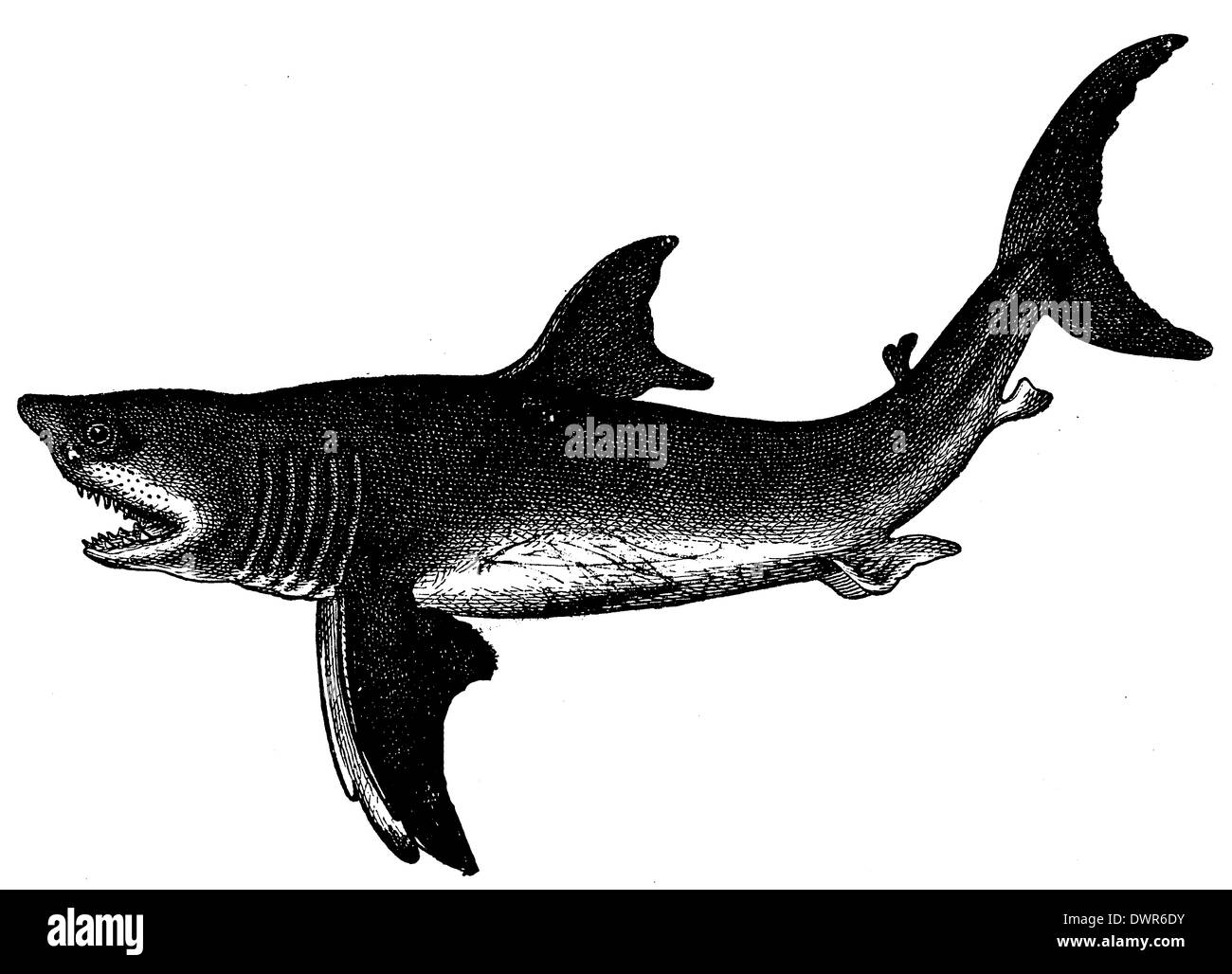 Killer great white shark Stock Vector Images - Alamy