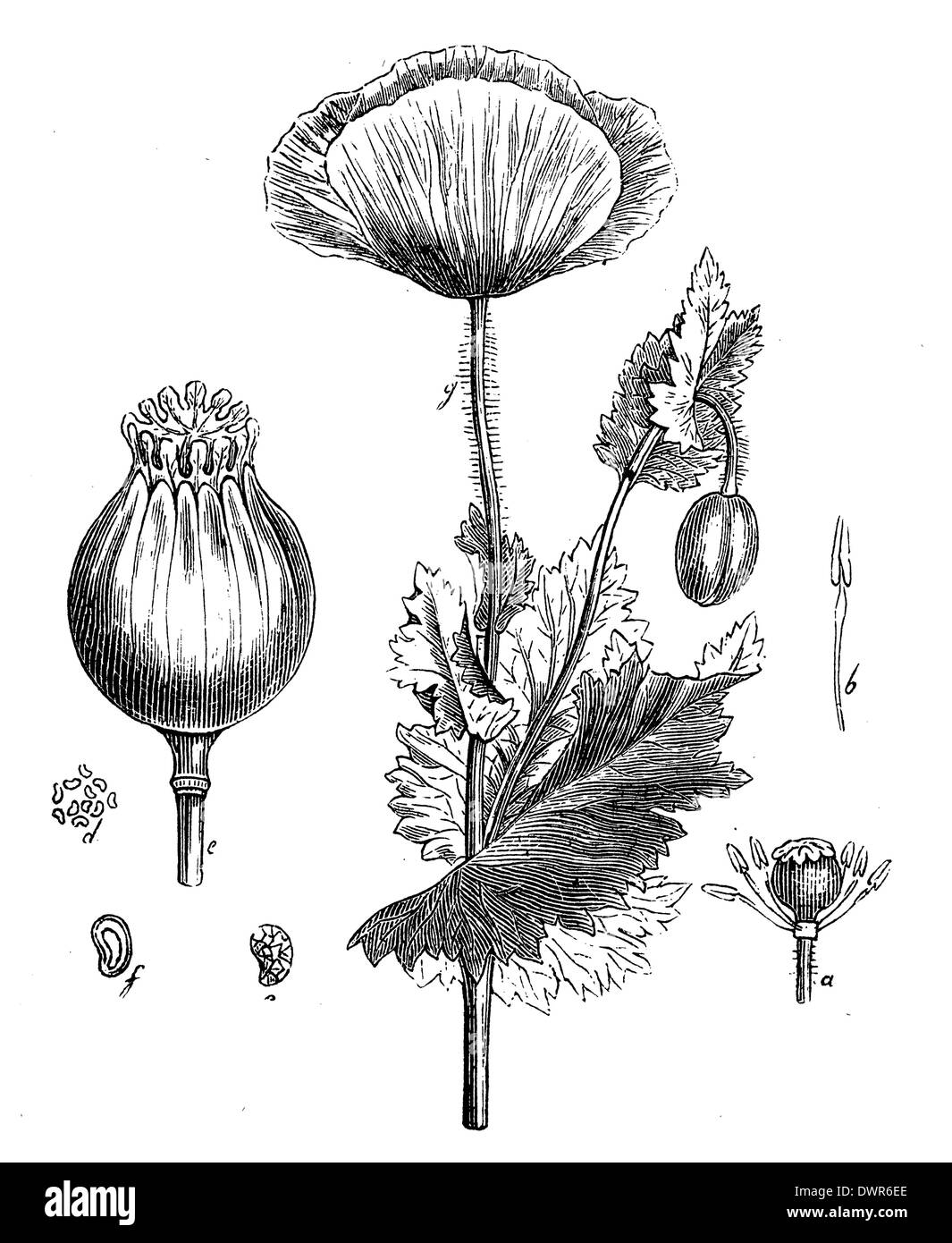 Old botanical illustration poppy Black and White Stock Photos & Images ...