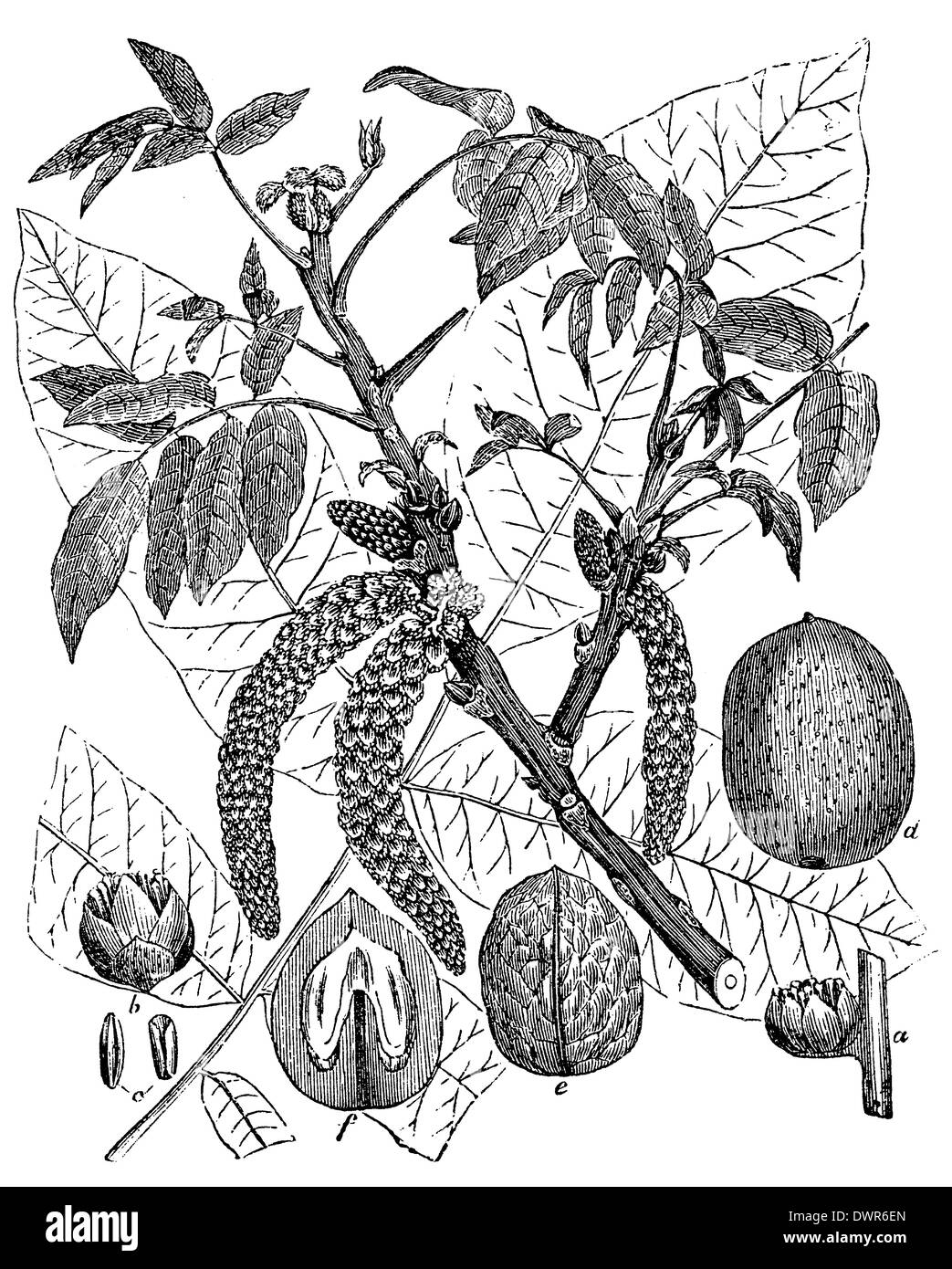 Walnut drawing Black and White Stock Photos & Images Alamy