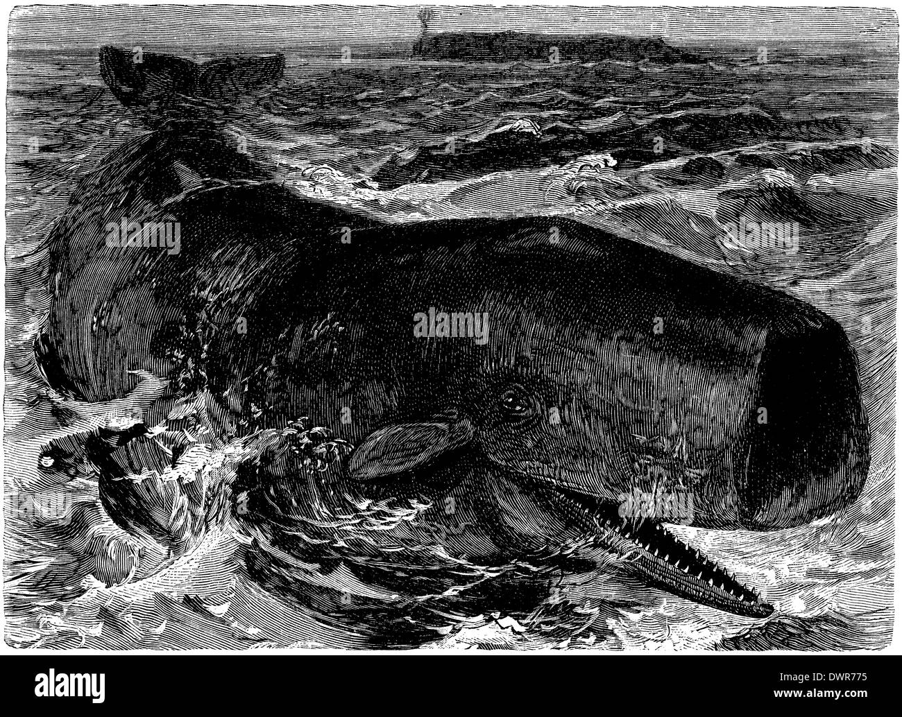 Sperm whale, cachalot Stock Photo - Alamy