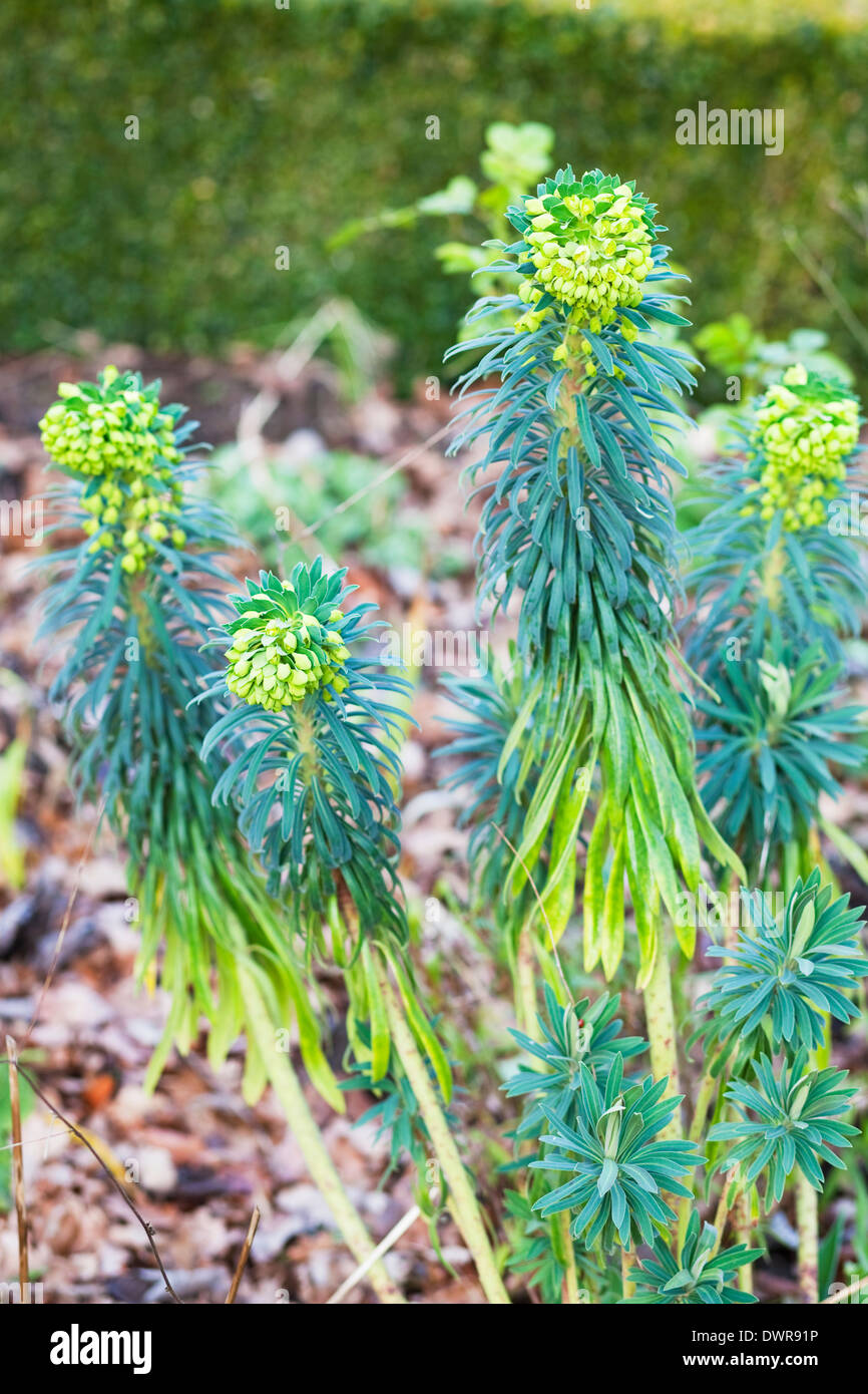Euphorbia characias subspecies wulfenii, Stock Photo