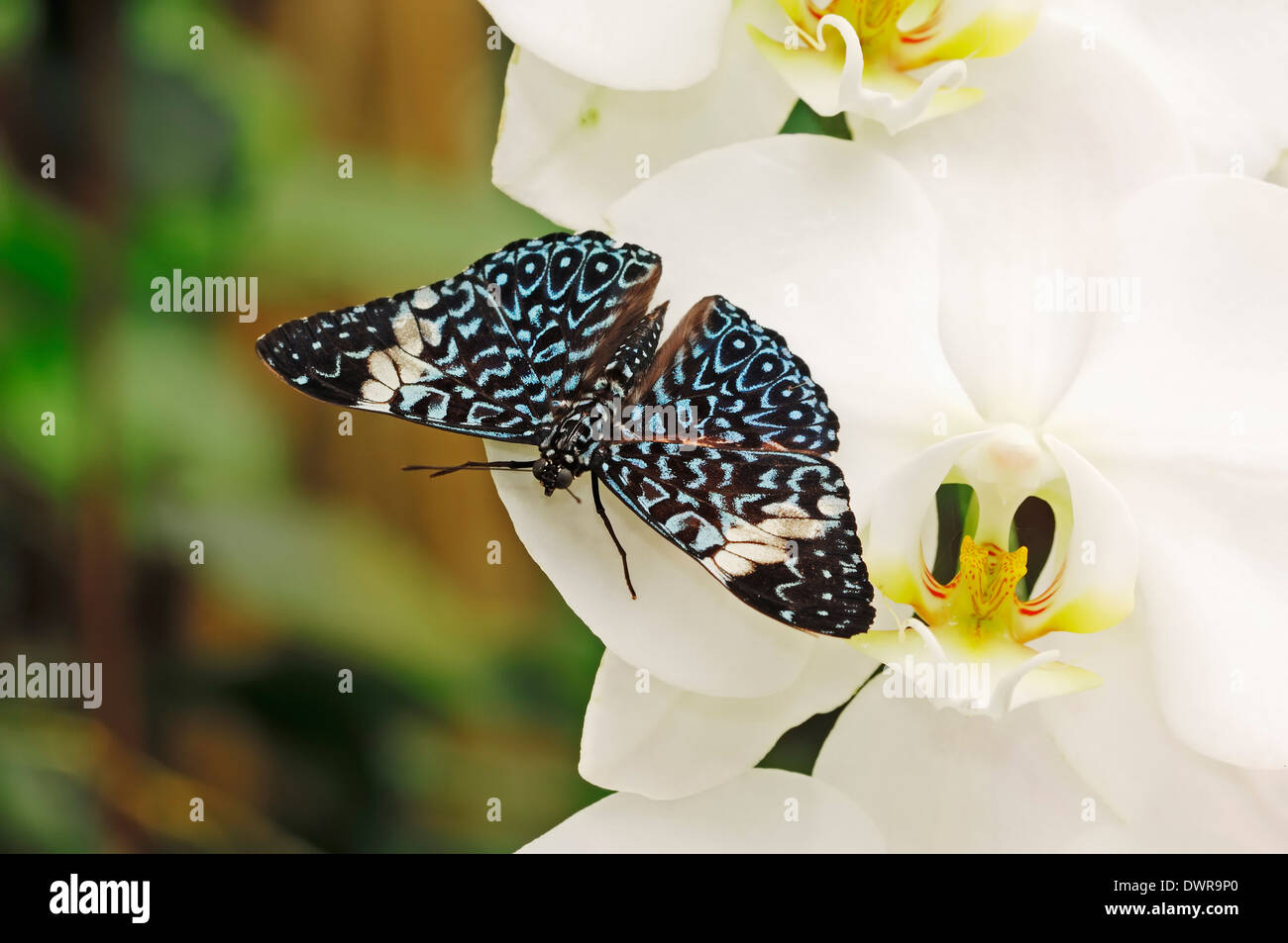 Red Cracker (Hamadryas amphinome) on Orchid Stock Photo
