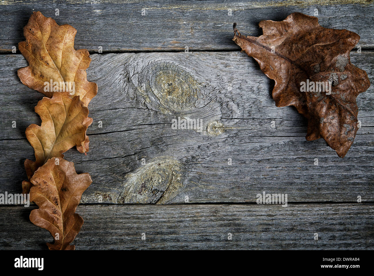Dry oak leaves on grey boards Stock Photo