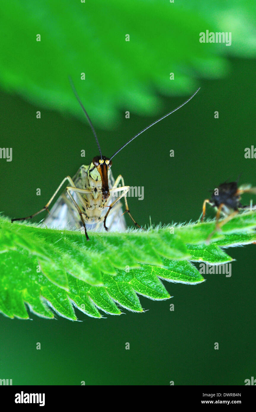 Female scorpion fly at rest on stinging nettle after feeding on fly (right). Dorset, UK June 2012 Stock Photo