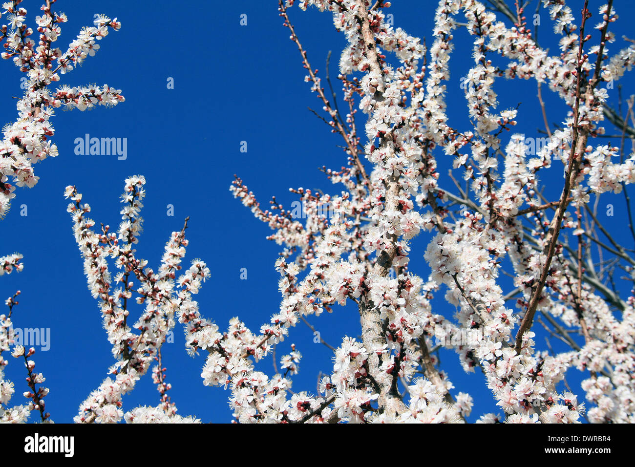 Cherry Blossom at Spring,Happy New Year(Norooz is Beginning of New Year in Iran and for Some other Peoples).Blue Sky & White. Stock Photo