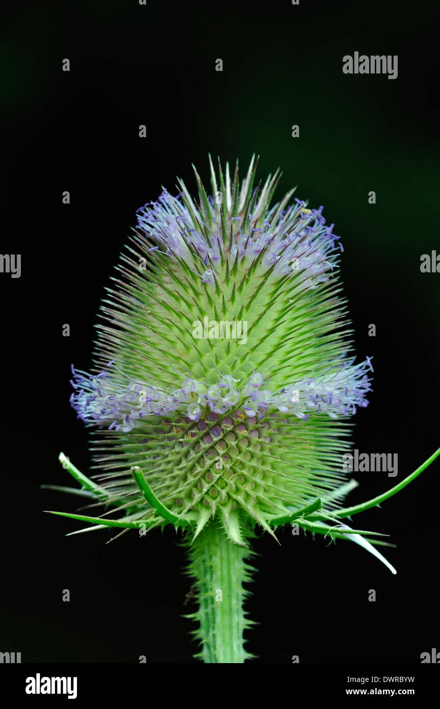 A spiky teasel flower UK Stock Photo
