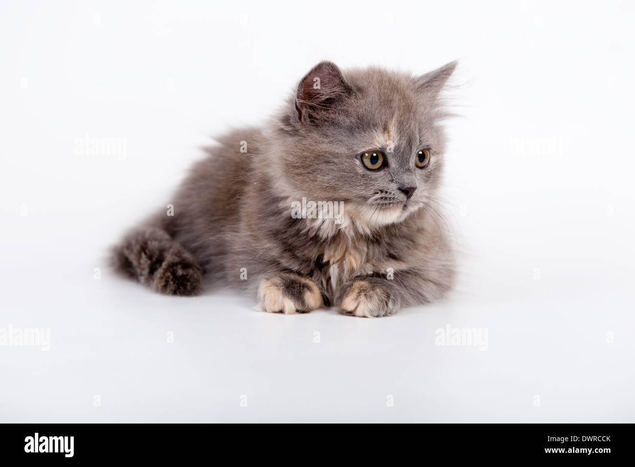 Grey Scottish purebred cat on white background Stock Photo