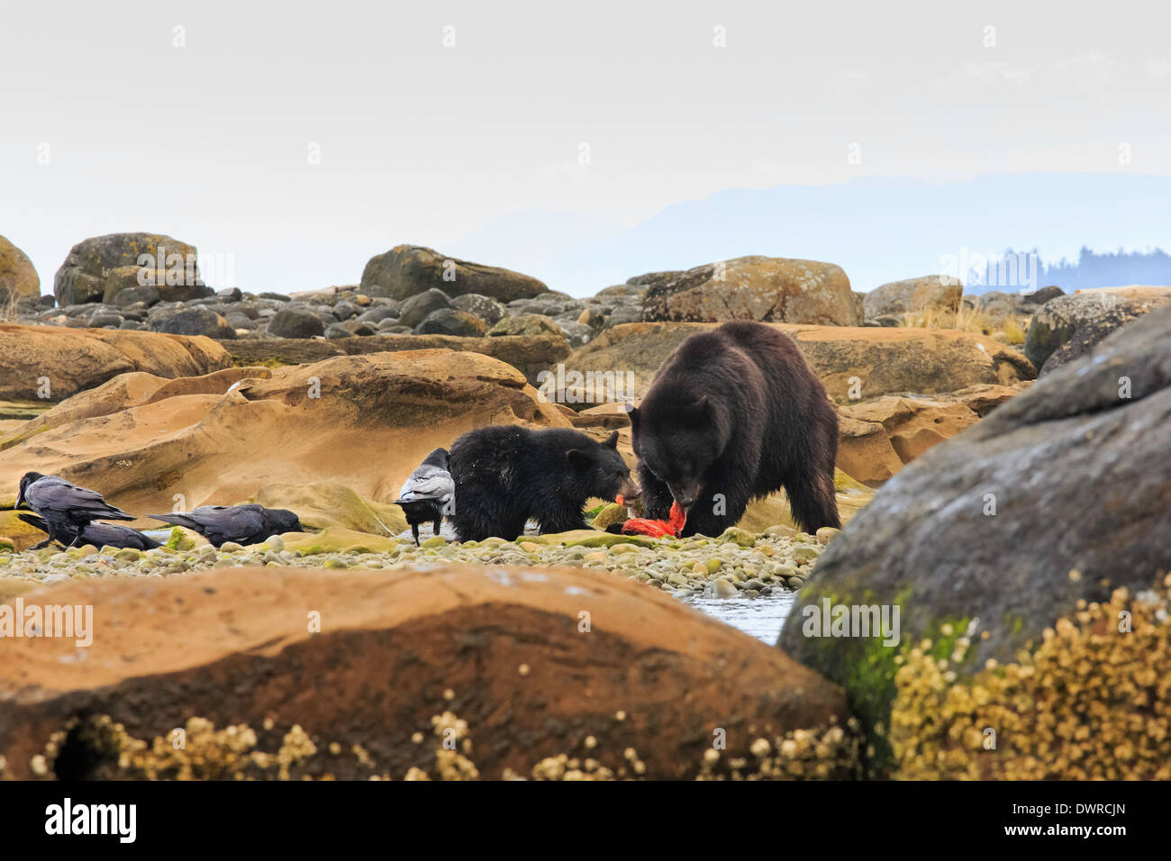 Mother black bear and cub hi-res stock photography and images - Alamy