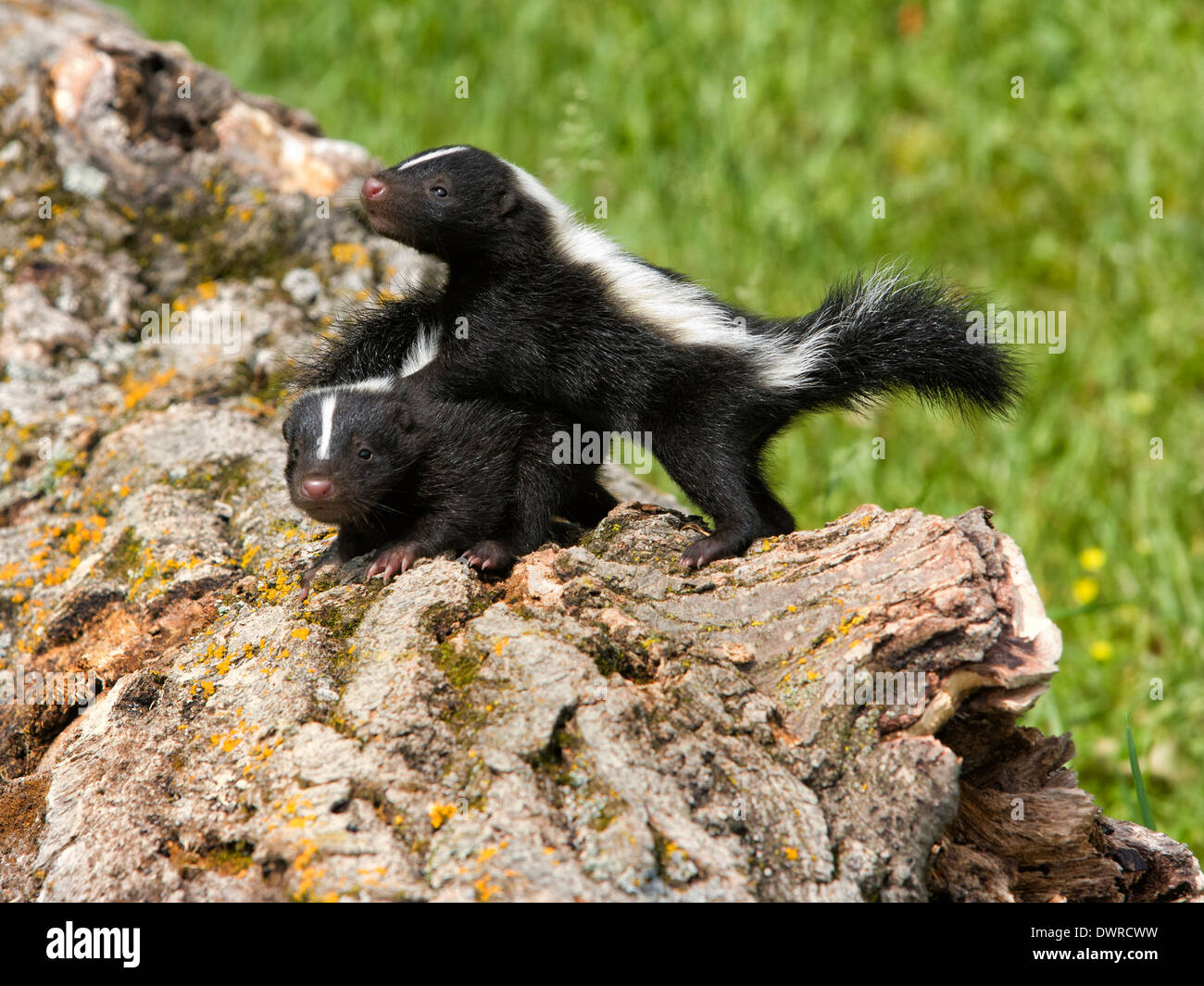 Playful Baby Skunks on a log Stock Photo