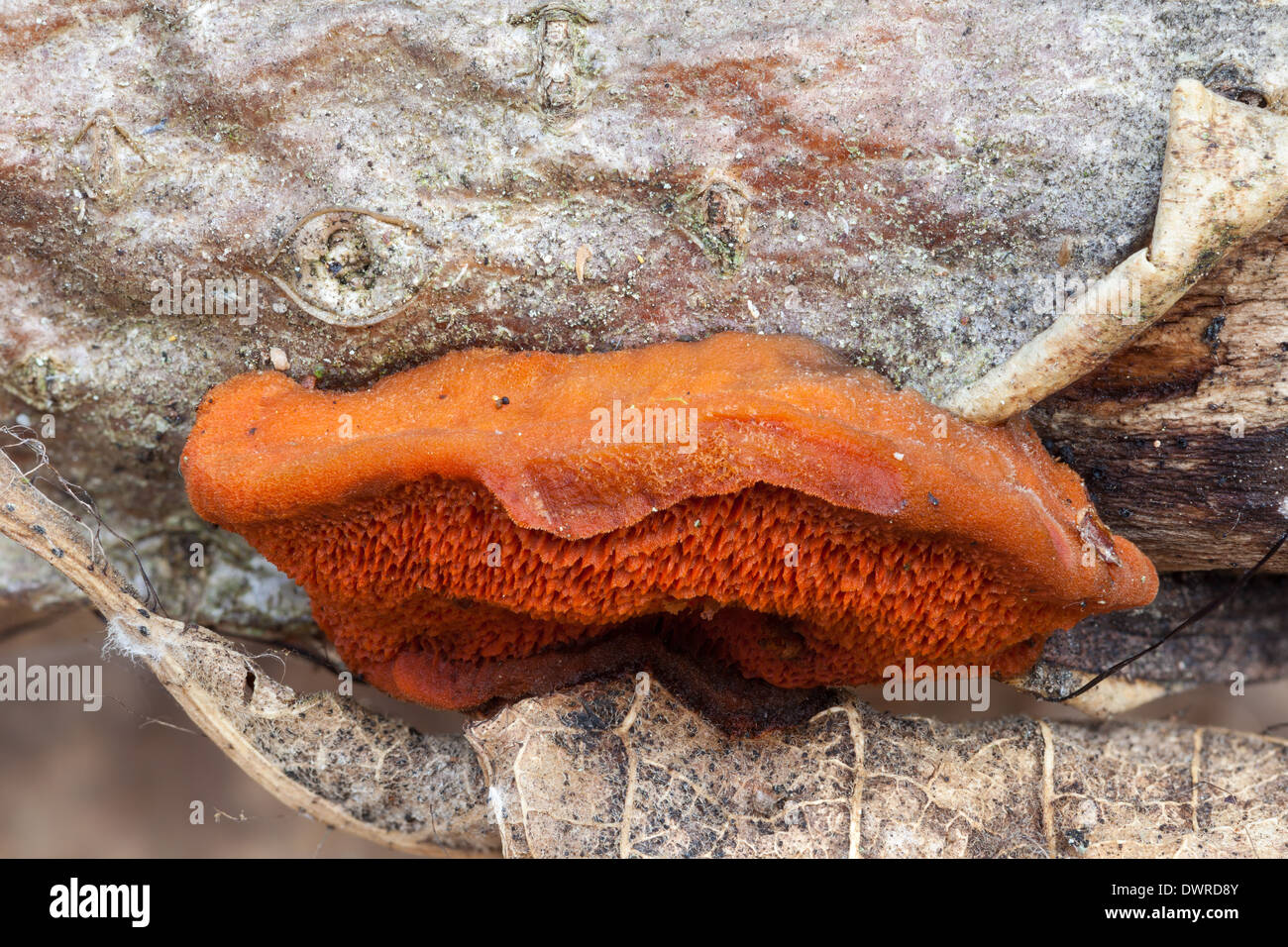 Pycnoporus cinnabarinus mushroom Stock Photo