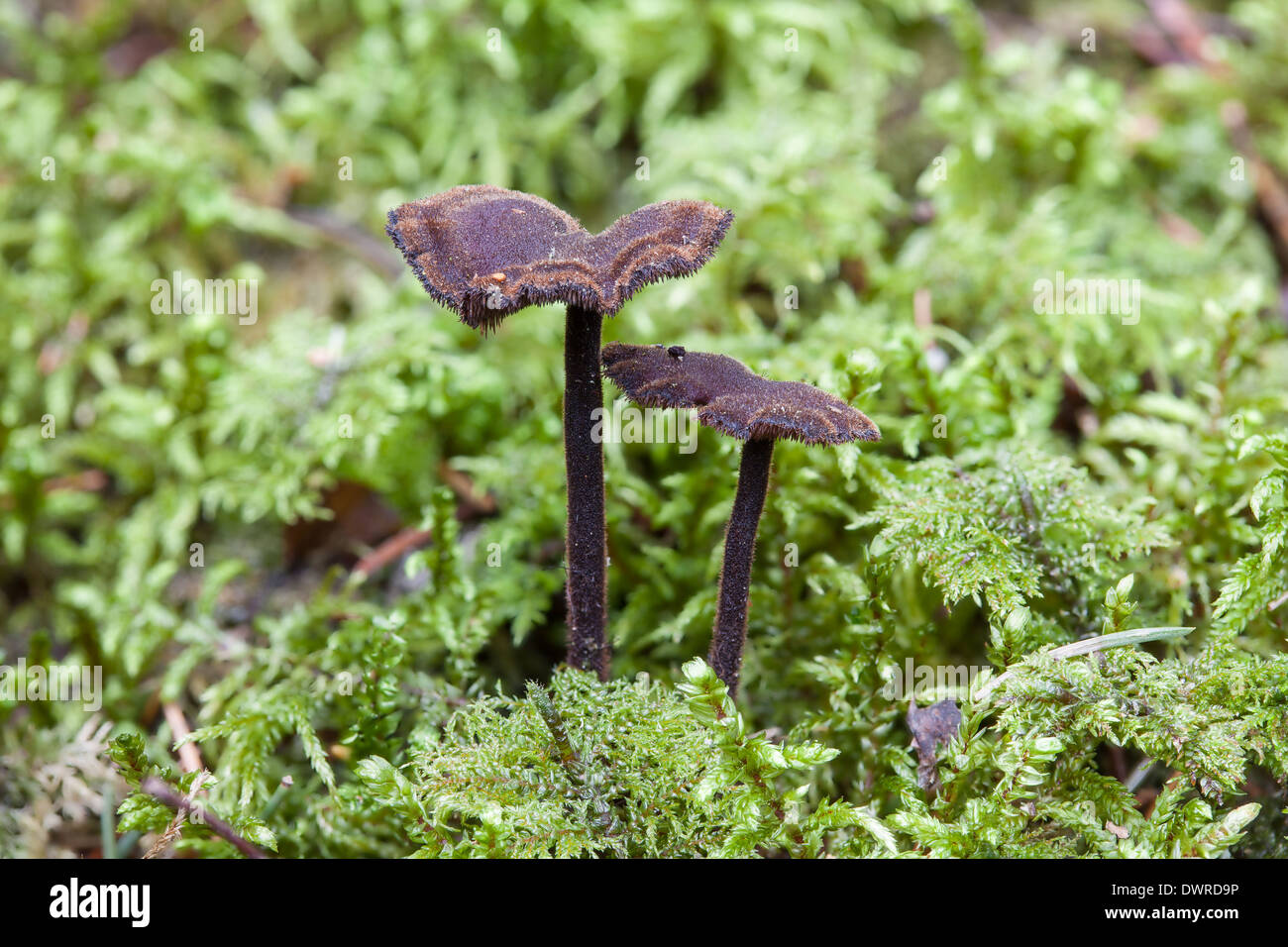 Pinecone mushroom growing on moss Stock Photo