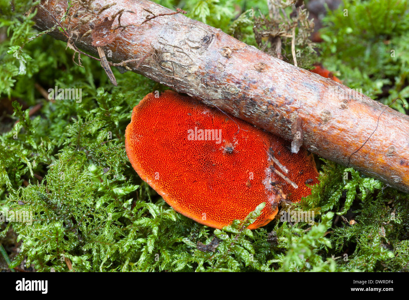 Pycnoporus cinnabarinus mushroom Stock Photo