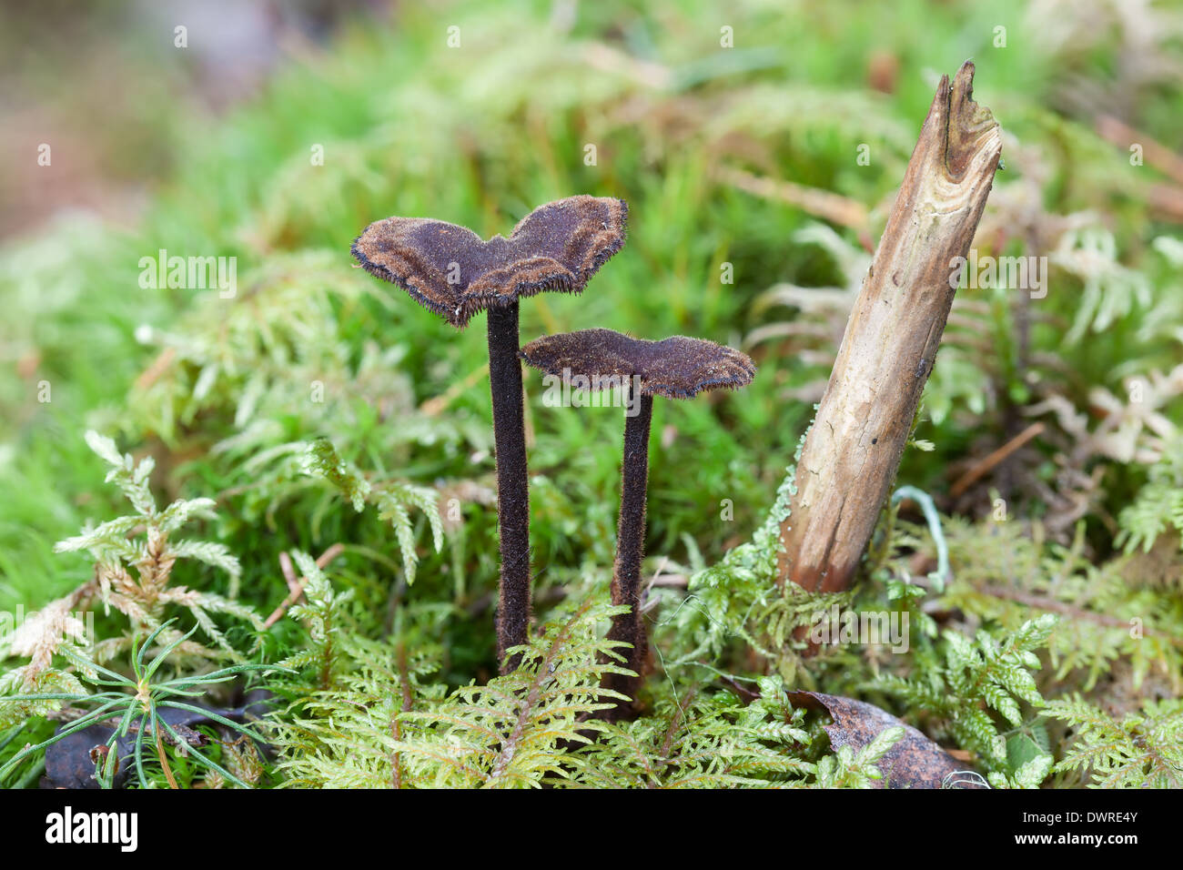 Pinecone mushroom growing on moss Stock Photo