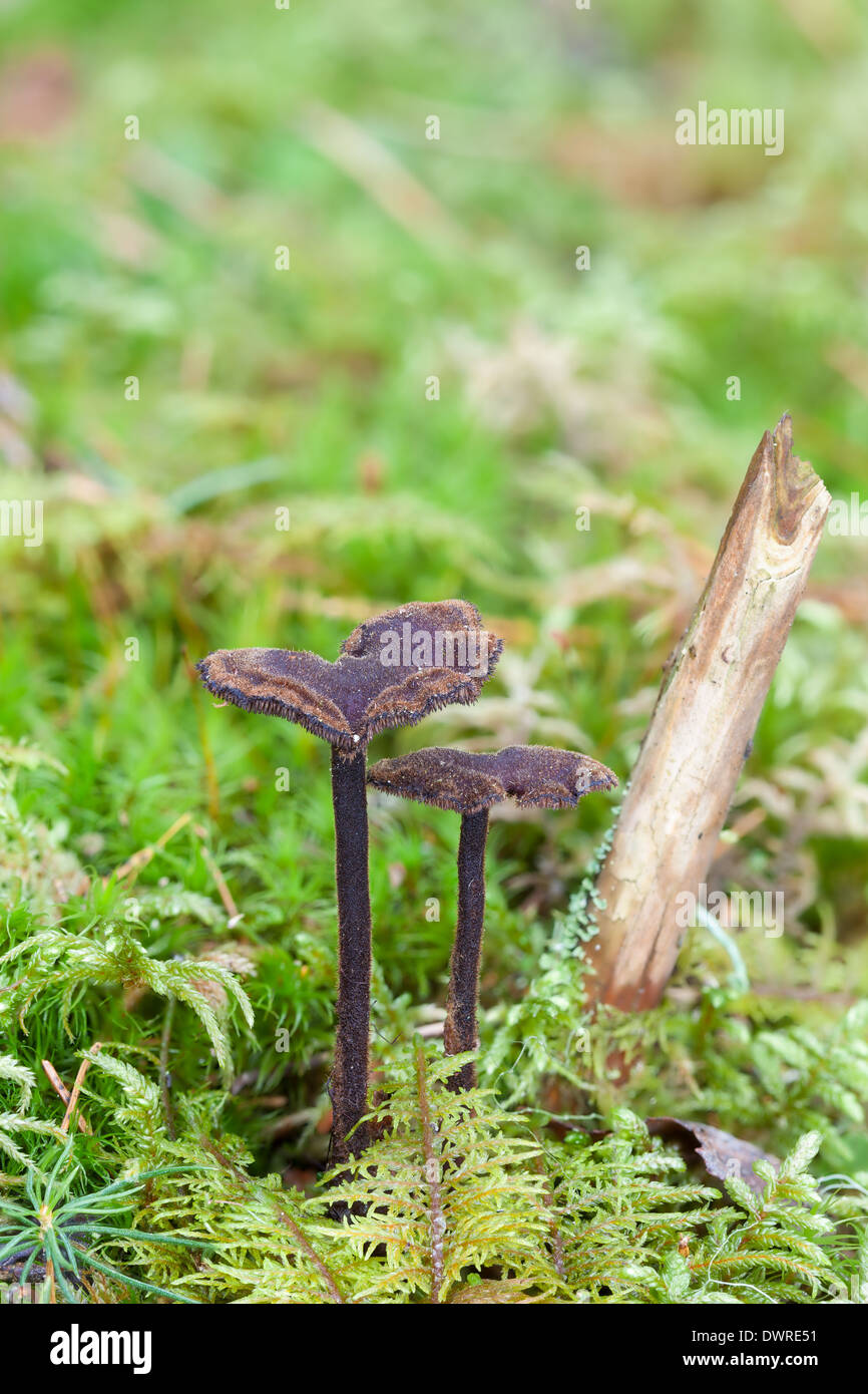 Pinecone mushroom Stock Photo