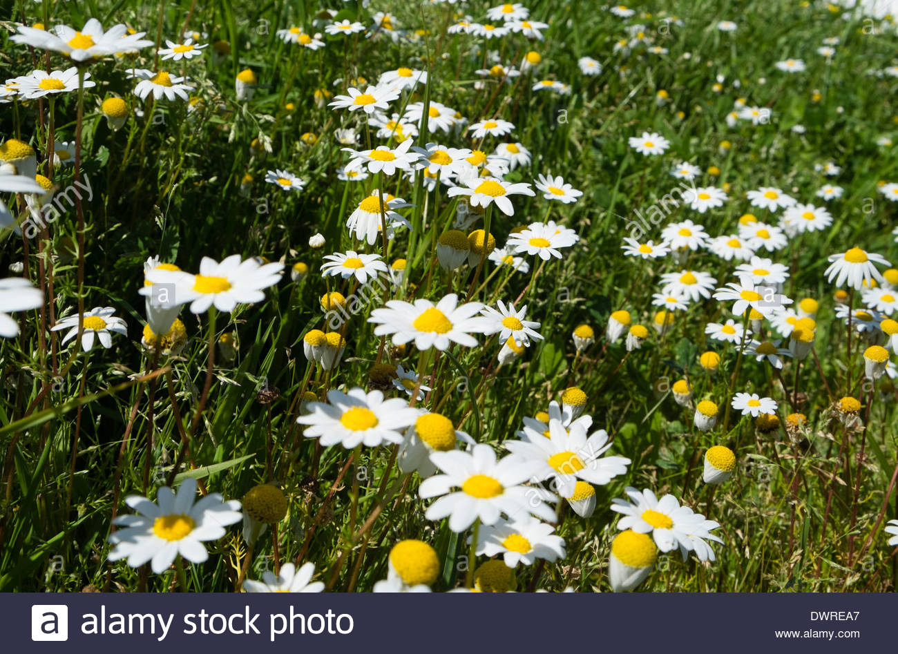 Camomile Lawn Stock Photos & Camomile Lawn Stock Images - Alamy