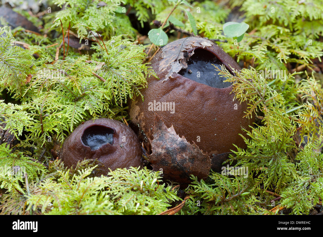 Sarcosoma globosum mushroom Stock Photo