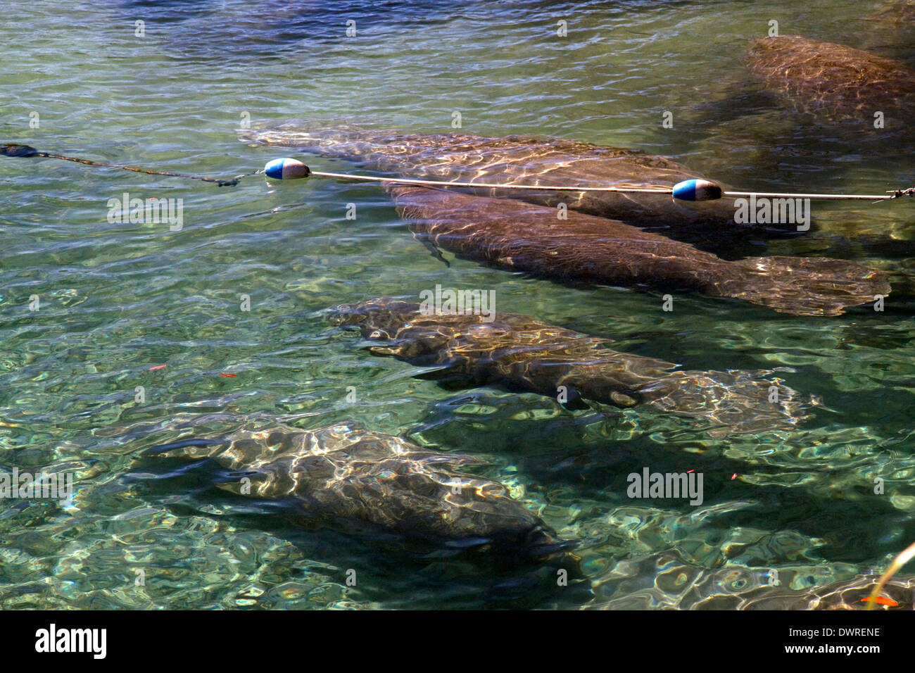 Manatees in the Crystal River National Wildlife Refuge at Kings Bay, Florida, USA. Stock Photo