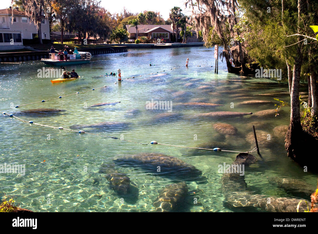 Florida manatee crystal river hi-res stock photography and images - Alamy