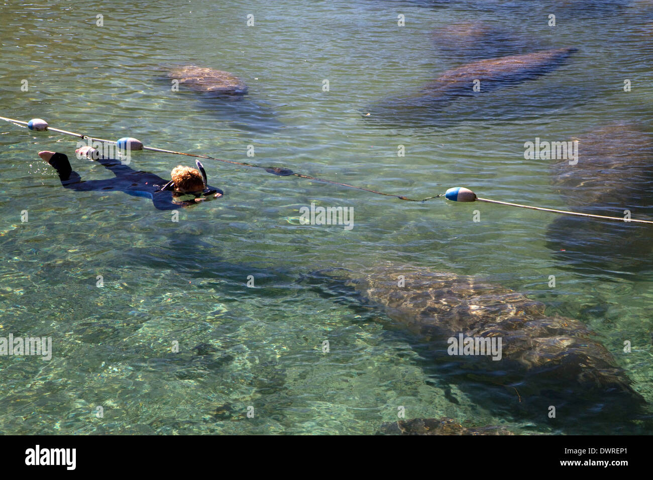 Tourists viewing manatees with a snorkel and mask in the Crystal River National Wildlife Refuge at Kings Bay, Florida, USA. Stock Photo