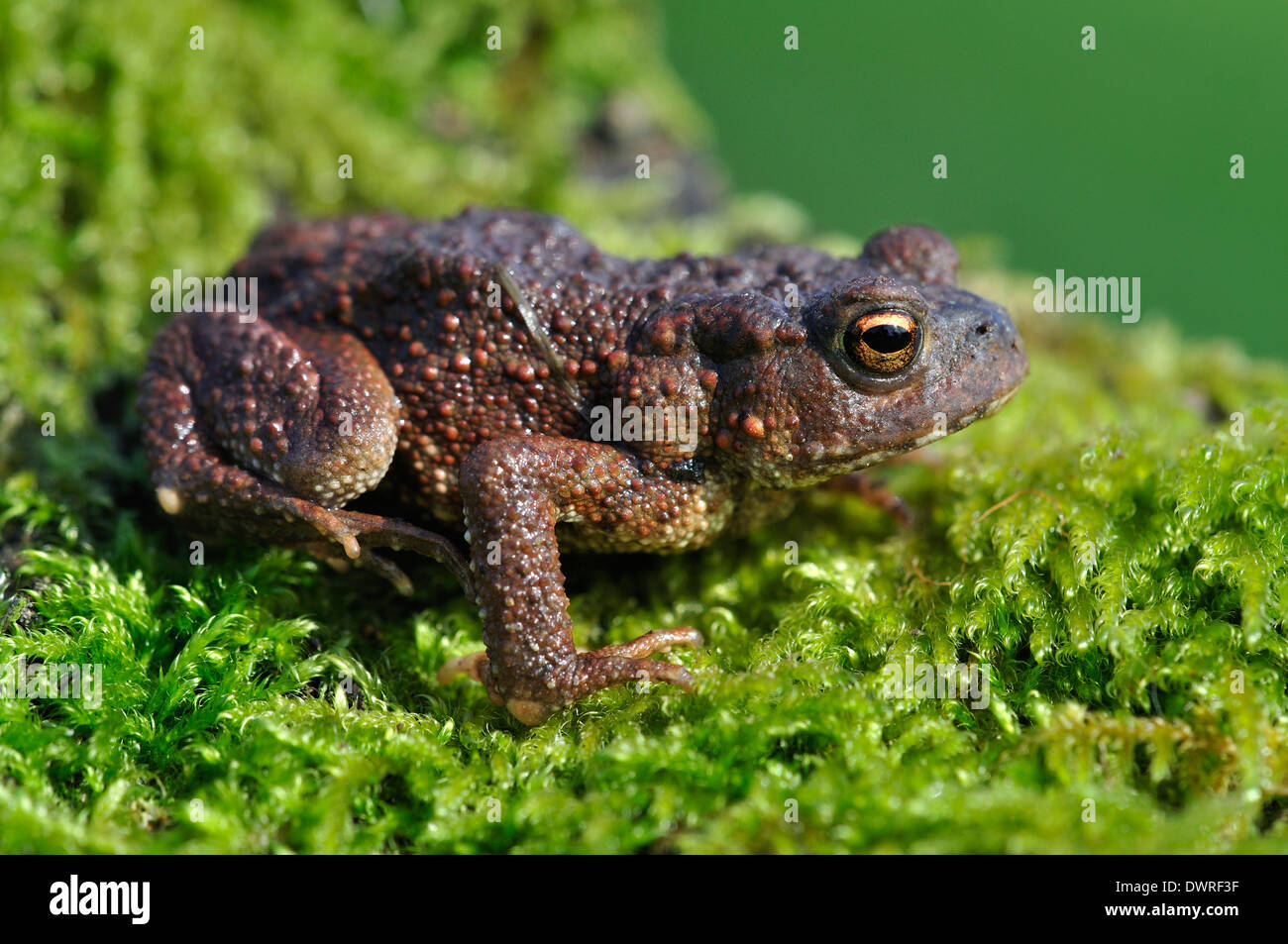 Common toad. Dorset, UK Stock Photo