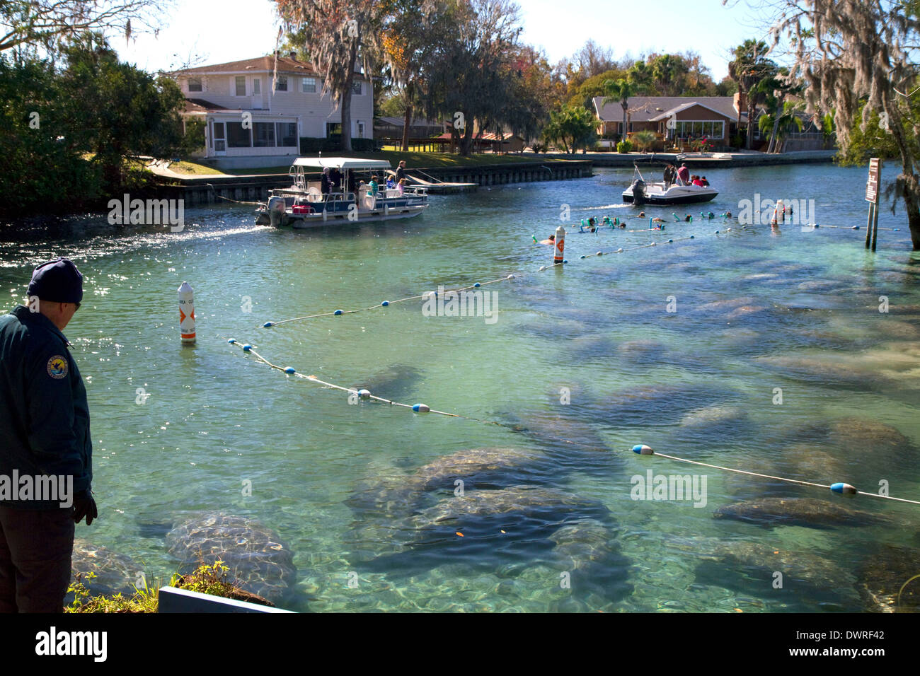Tourists viewing manatees in the Crystal River National Wildlife Refuge at Kings Bay, Florida, USA. Stock Photo