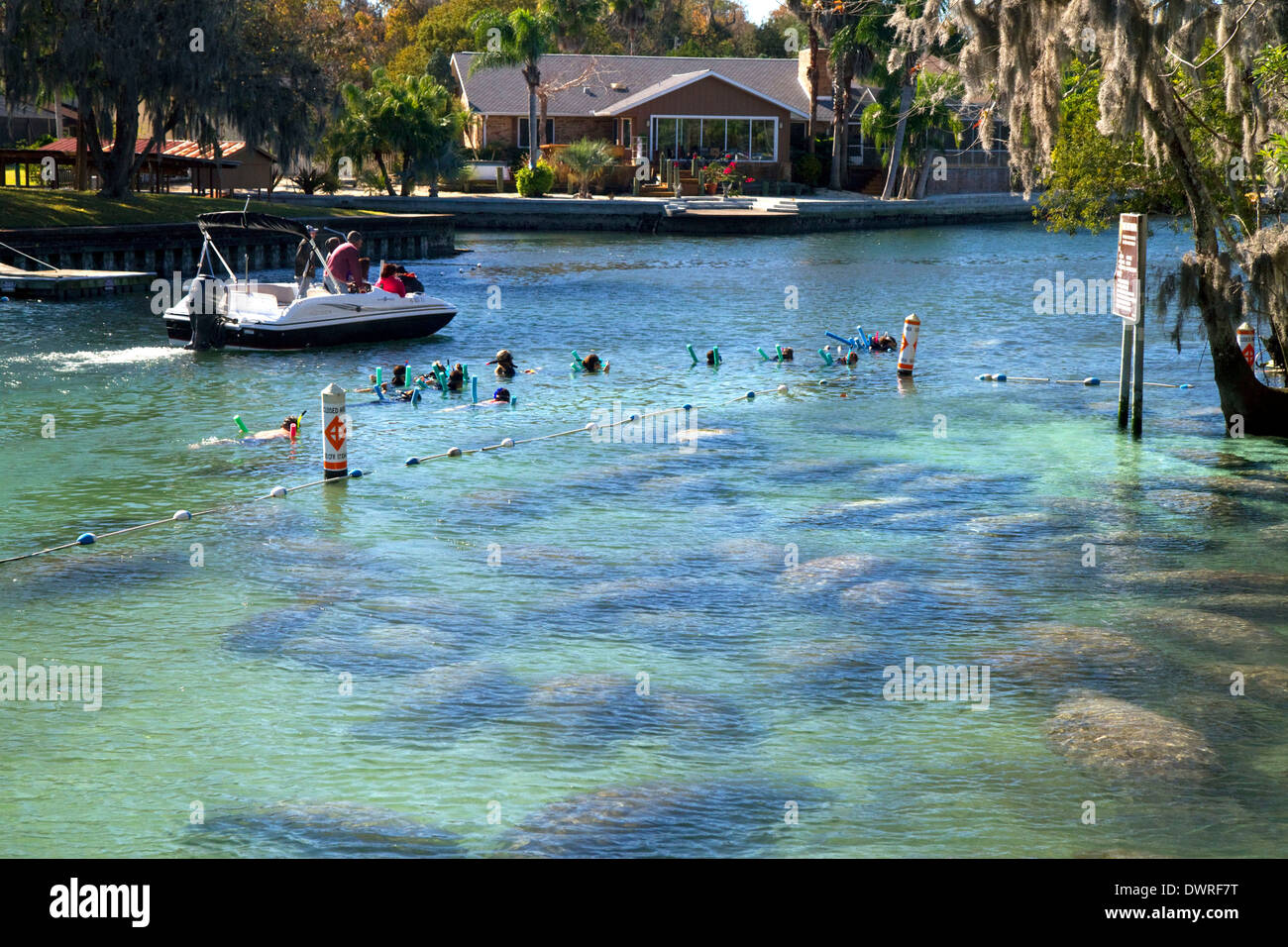 Tourists viewing manatees in the Crystal River National Wildlife Refuge at Kings Bay, Florida, USA. Stock Photo