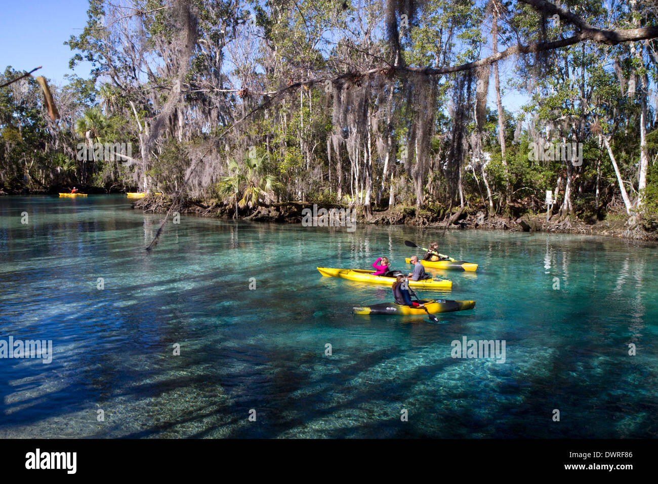 Tourists viewing manatees from kayaks in the Crystal River National