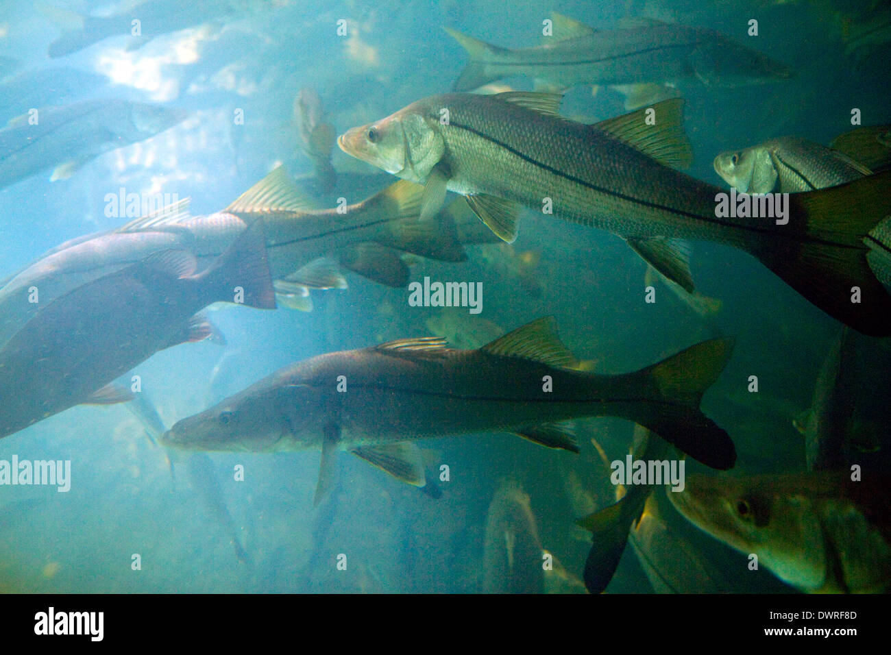 Snook underwater hi-res stock photography and images - Alamy