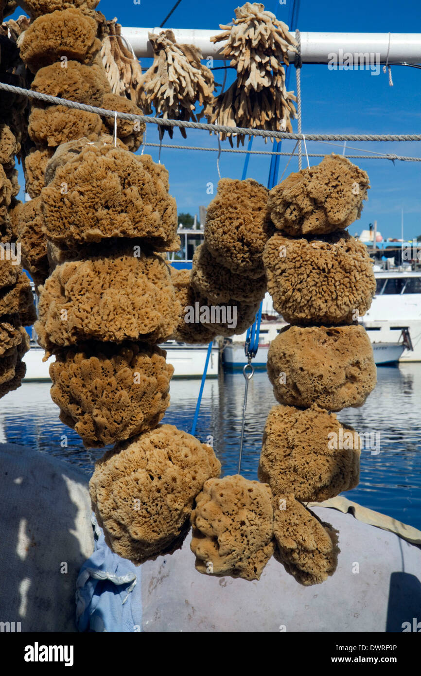 Tarpon springs sponge hires stock photography and images Alamy