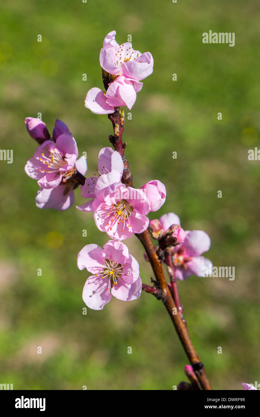Pink peach blossom on branch, spring, springtime with bohek background Stock Photo