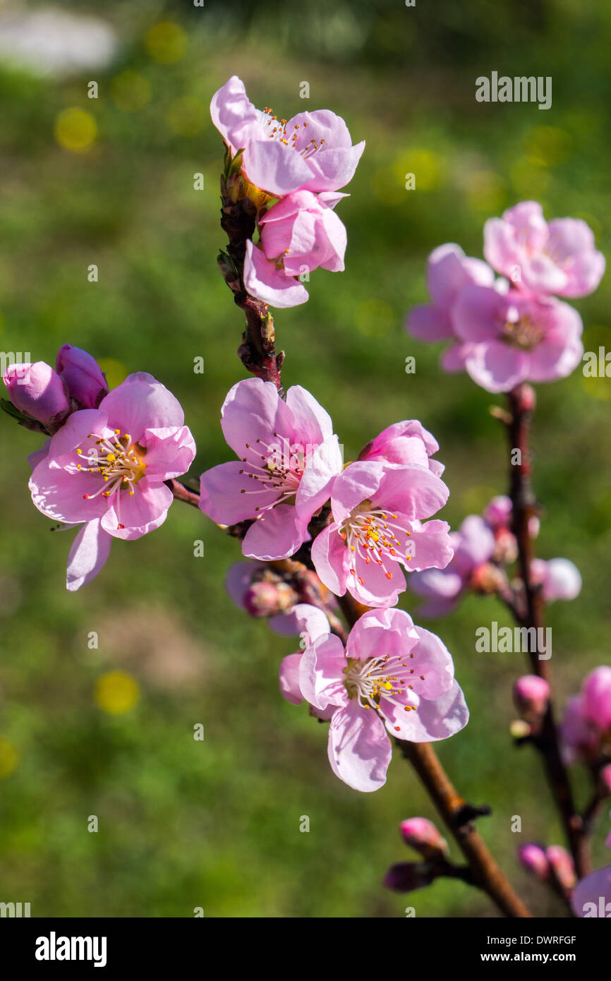 Pink peach blossom on branch, spring, springtime with bohek background Stock Photo