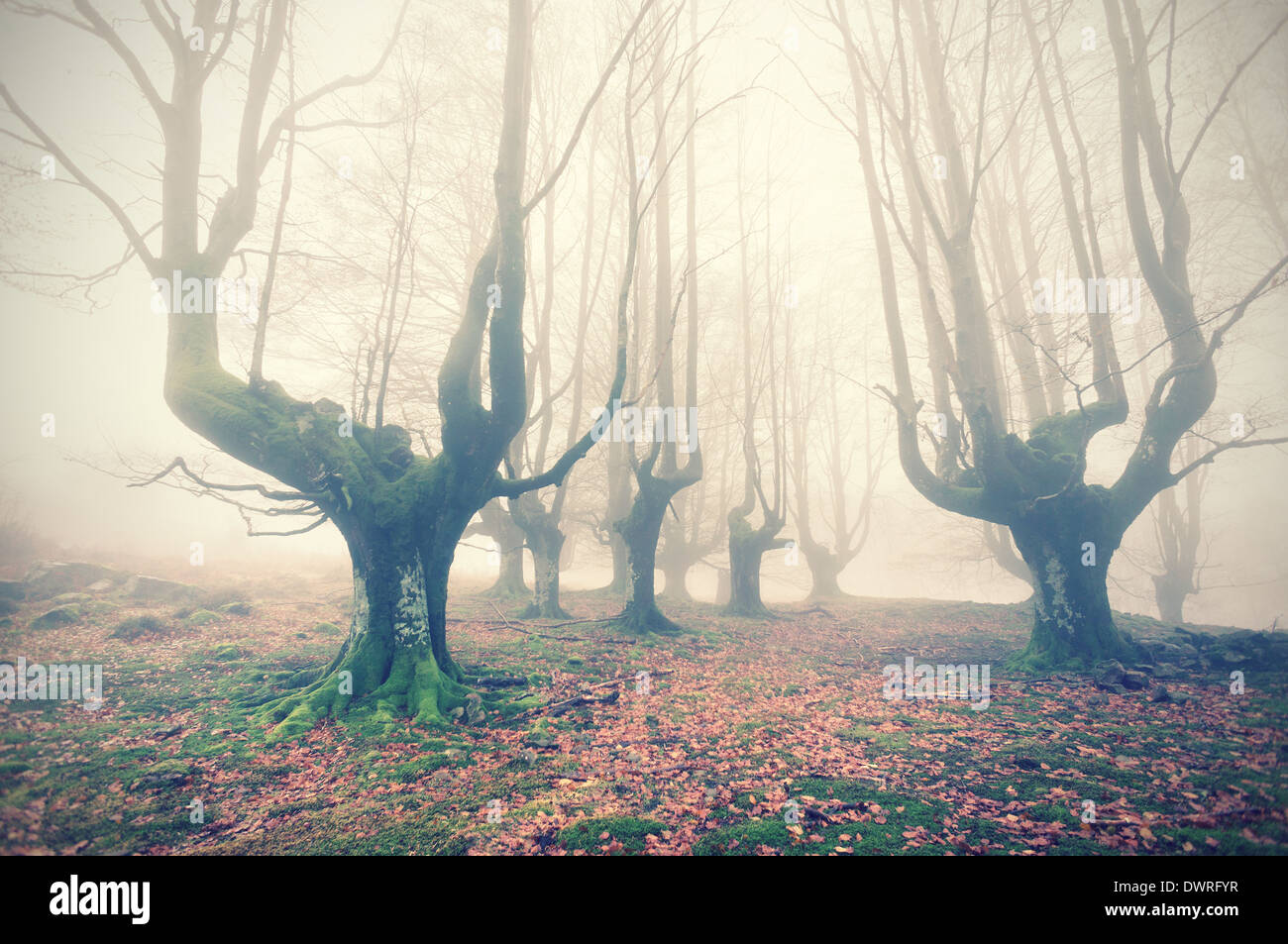 spooky forest with vintage filter effect Stock Photo