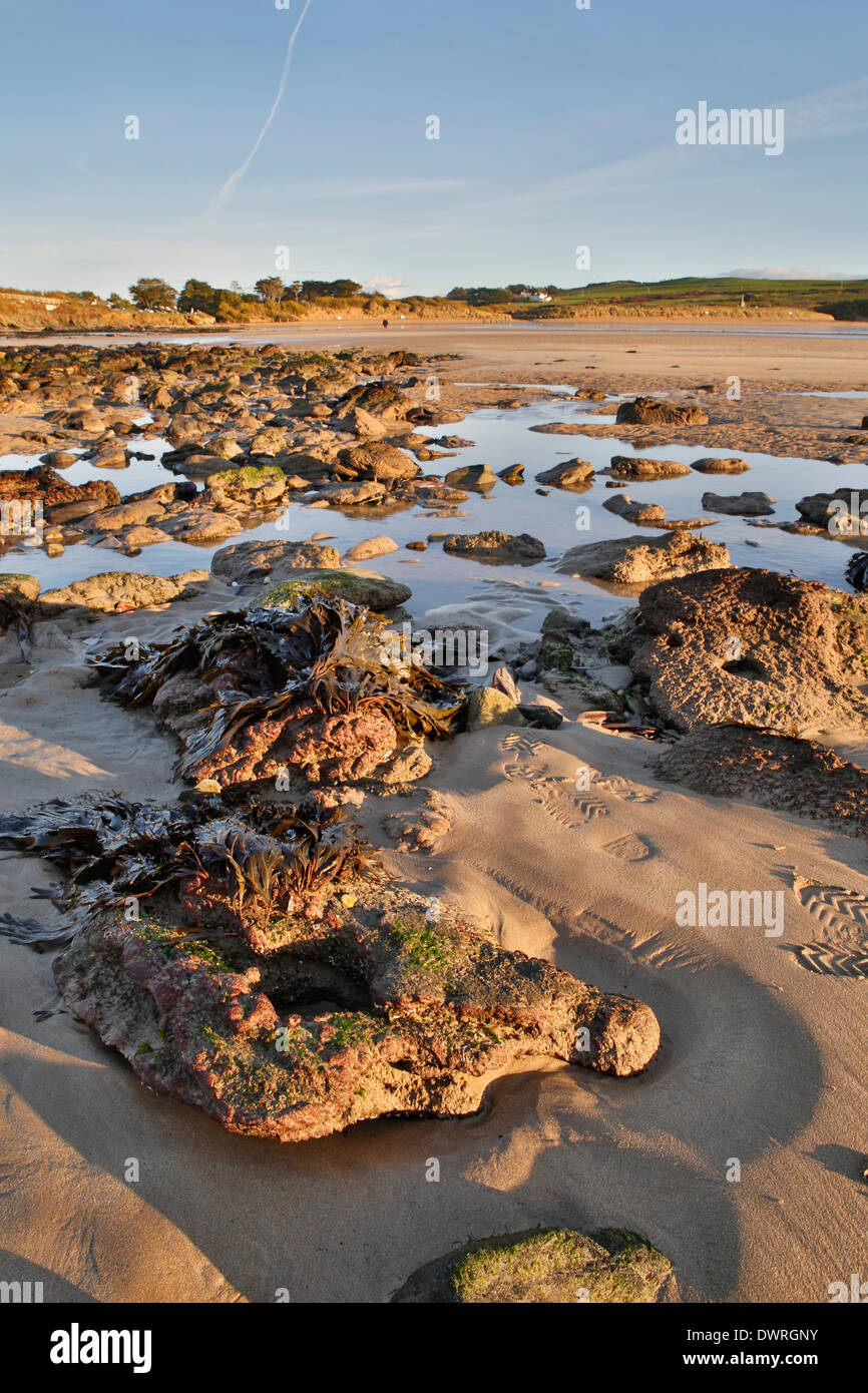 Daymer Bay; Submerged Forest Exposed by Storms; 2014; Cornwall; UK Stock Photo