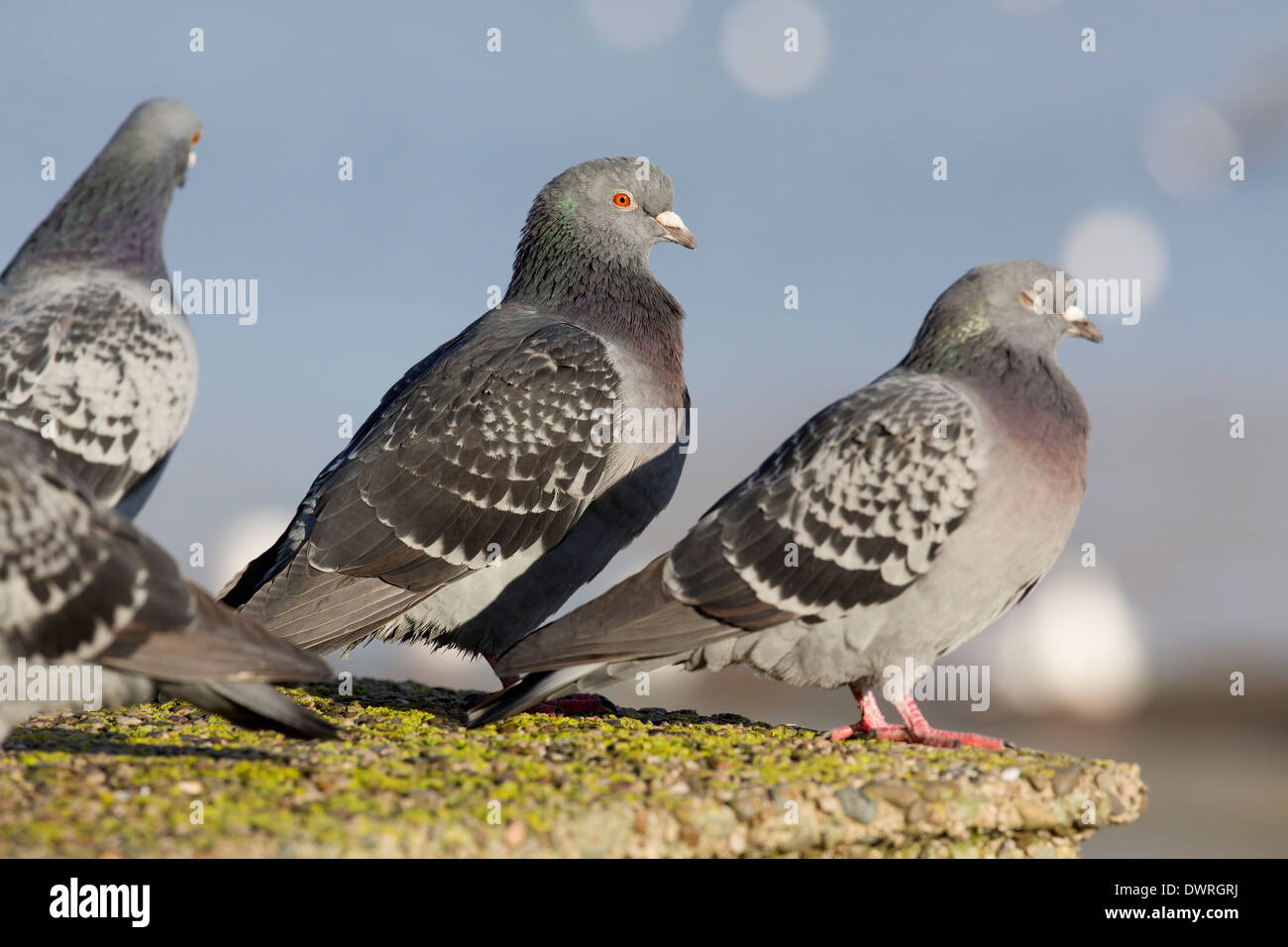 Feral Pigeons; Columbia livia; UK Stock Photo