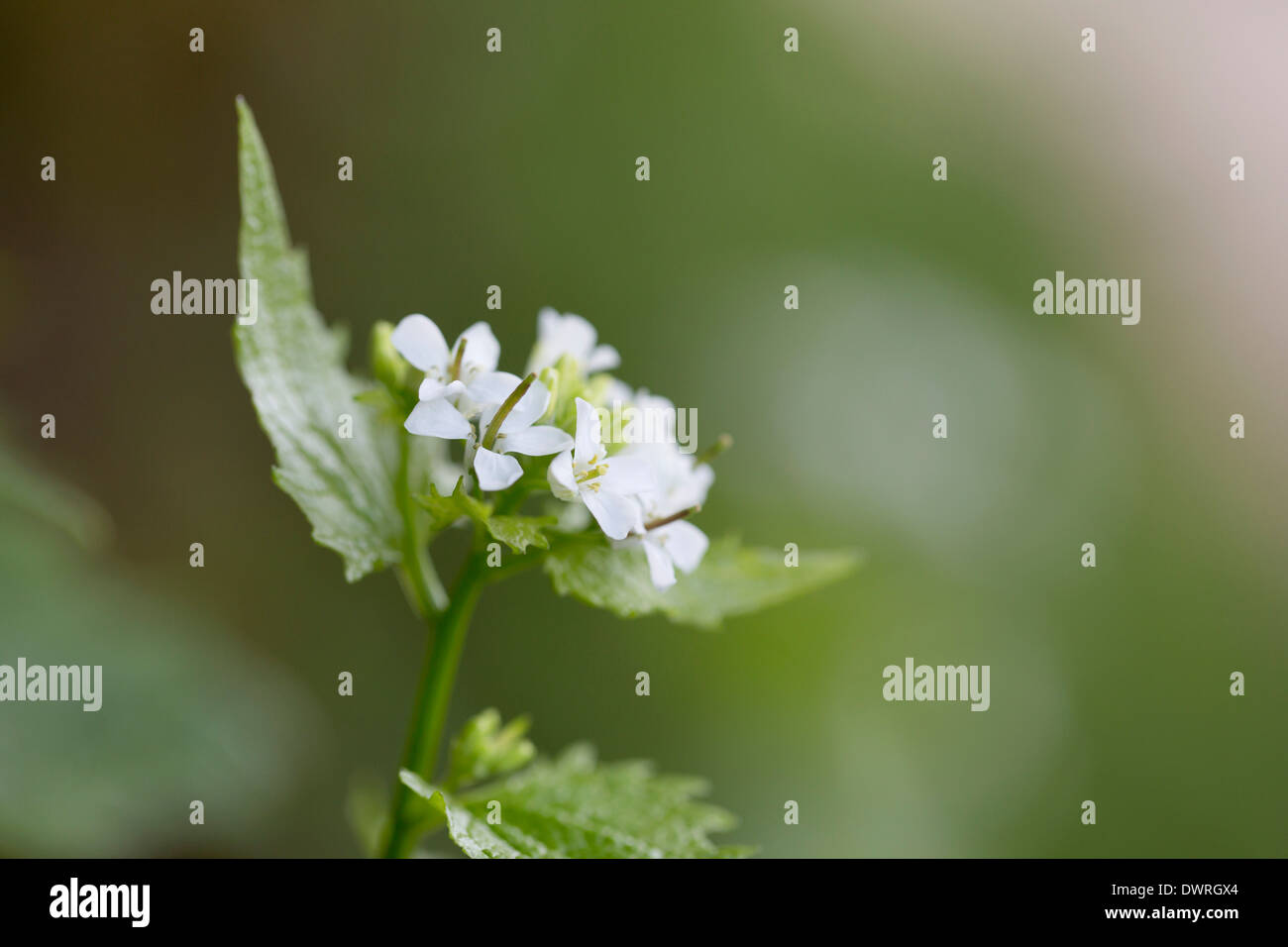 Garlic mustard hires stock photography and images Alamy