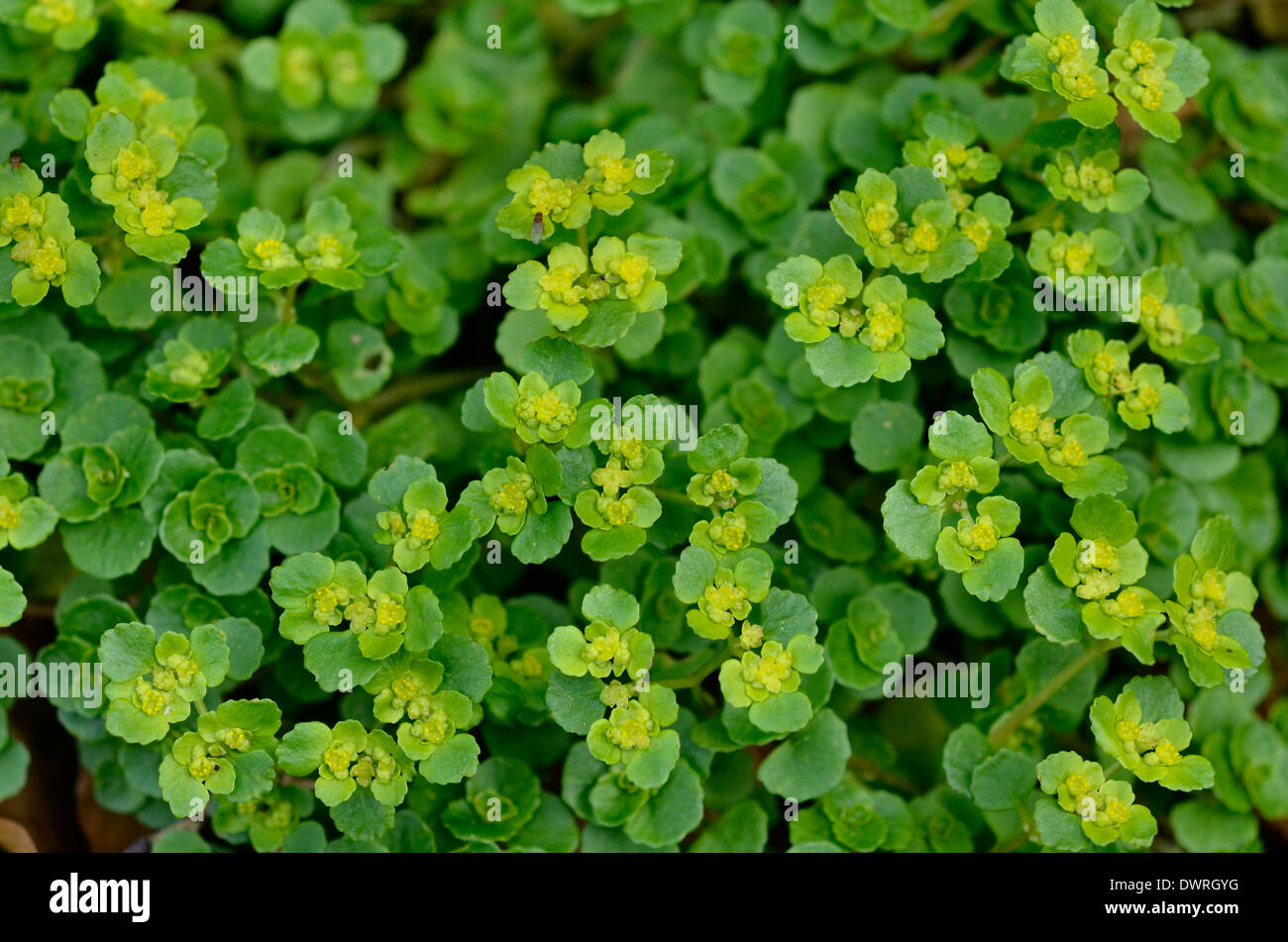 Flowering tops of the edible weed Opposite-Leaved Golden Saxifrage / Chrysosplenium oppositifolium. Stock Photo