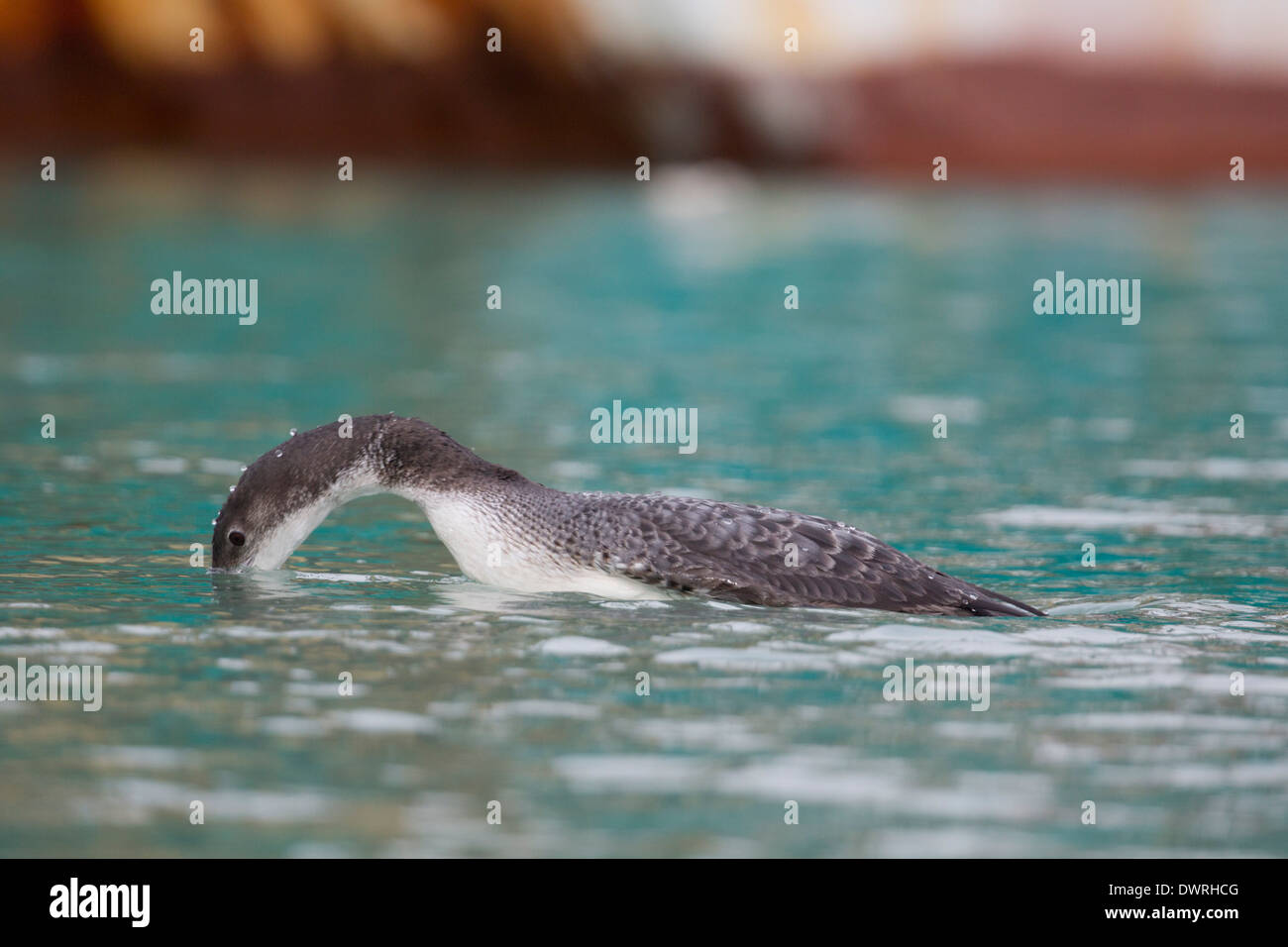 Great Northern Diver; Gavia immer; Winter; UK Stock Photo