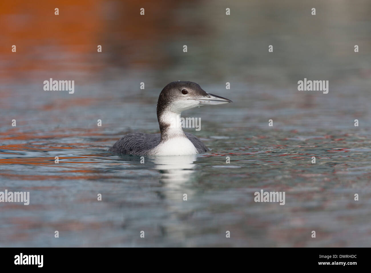 Great Northern Diver; Gavia immer; Winter; UK Stock Photo