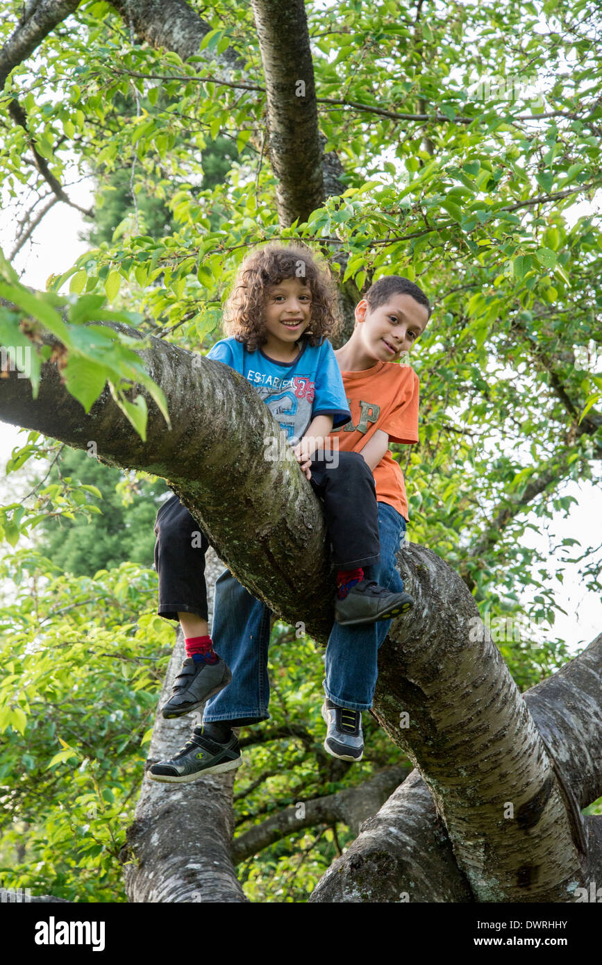 2 Two boys climbing tree Stock Photo