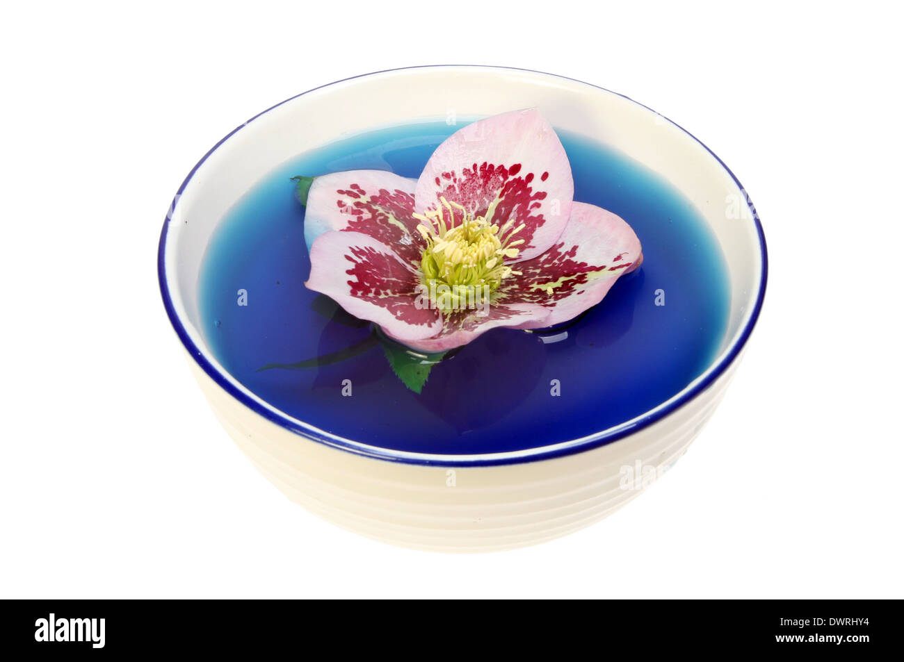 Hellebore flower floating in blue water in a bowl isolated against white Stock Photo